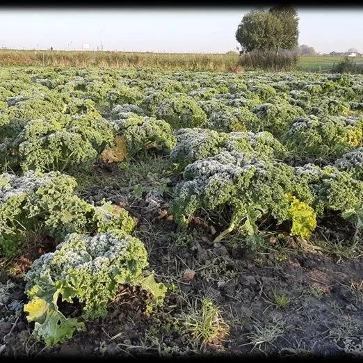 Boerenkoolwandeling stadsboeren 16 december