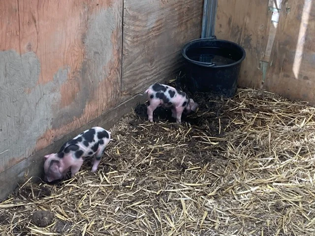 13 x doen in de regio in de zomervakantie...