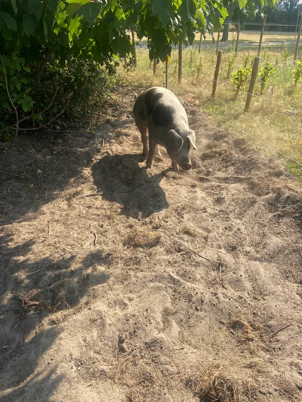De 10 gouden regels van Wickevoort-1