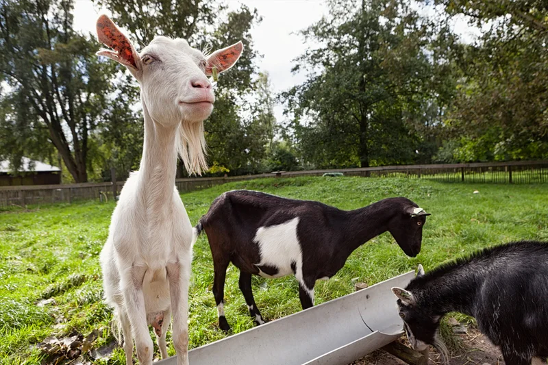 De Wickevoorter Stadsboeren